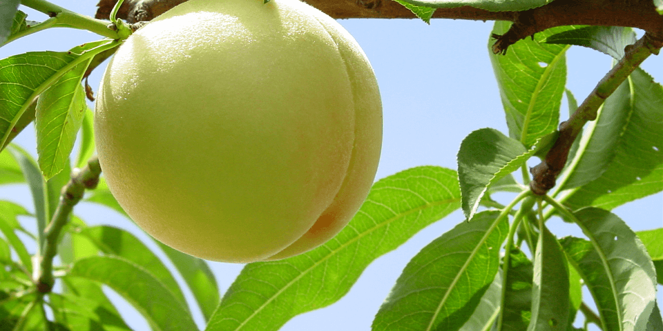 岡山市公式観光情報 OKAYAMA KANKO.net